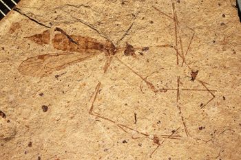 Media type: image;   Entomology PALE-1286